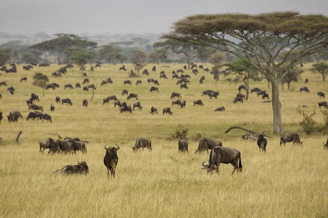 Serengeti National Park